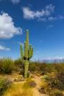 Typical scene in the Sonoran Desert of southern Arizona. Art Print